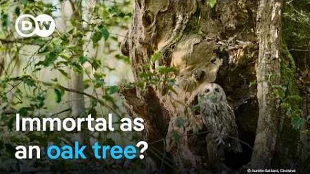 Europe&#39;s oak trees - Are the mighty giants in danger? | DW Documentary