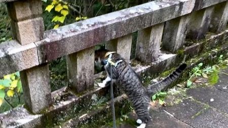 【犬猫と車中泊】散歩中いろいろ気になって仕方がない愛猫🐱