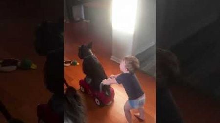 Toddles Pushes Scootie Dog around in Toy Car