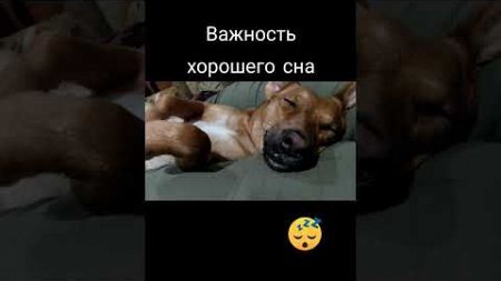 Сон - это важно! #здоровье #жизнь #собака #молодость #топ #питомцы