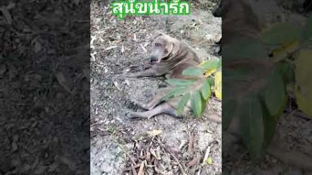 น่าเอ็นดู‼️ #viralvideo #funny #ไวรัล #สุนัข #สุนัขน่ารัก #หมา