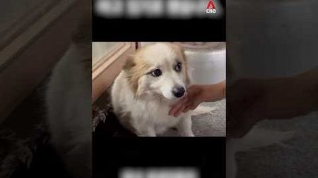 Pet dog rescued after losing family in Air Jeju crash