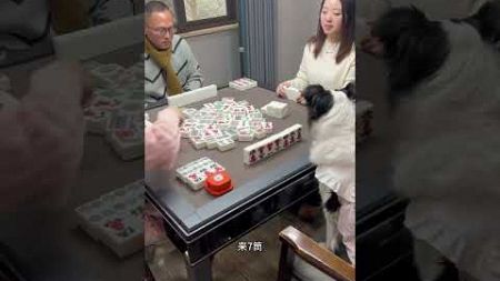 软软轻松掌控牌局#狗狗麻将 #games #宠物麻将 #pets #麻将 #边牧 #funny