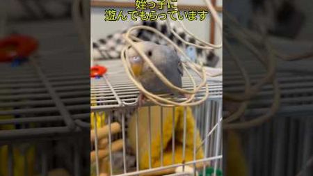 【姪っ子と遊んだよ🦜🩵】#インコ #ペット #セキセイインコ