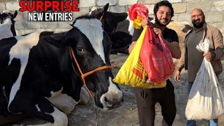 Aaj humne aik puray farmhouse k pets purchase kr liya 😍 - 25 plus new Entries - JNTV Vlogs