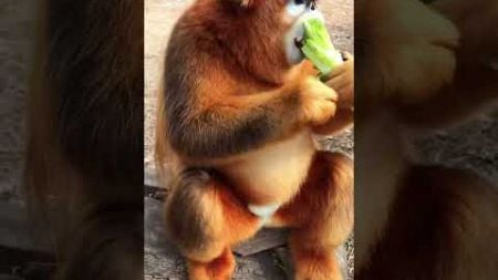 Funny monkey #foryou #funny #funypets #pets #monkey #fpy