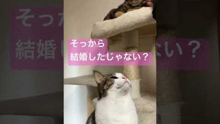 【お金の関係？】レンタル彼女の恐怖ｗ #shorts #猫のいる暮らし #保護猫 #cat