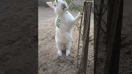 Puffy #rabbitt #bunny #cute #pet #trendingshorts