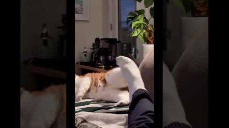 #funny #cat #pet #catdog #catshorts #funnycats #catvideos