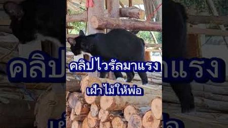 #คลิปไวรัล#มาแรง#น้องแมวเฝ้าไม้ให้พ่อ#Shorts