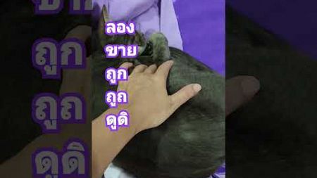 ประกาศขายแมวถูกๆ #funny #pets #แมว #พี่หน่อยอนันตยา #คนธรรมดาที่มีความสุขแล้ว