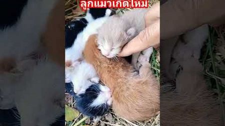 #คนเลี้ยงแมวต้องฟัง #ลูกแมวเกิดใหม่#ยายนาวสายฮา #funny #comedy #shortvideo