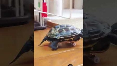 #ペット #turtle #cat #かわいい #動物 #funny #kittey #kitts #youtubeshorts #cute #shortvideo #shorts #cat