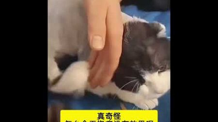 咋回事呢？Why? #宠物 #搞笑宠物 #pets #funnypets #cat #猫