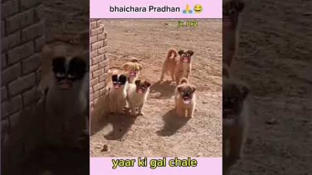 HOW TO REACTION SOCIAl MEDIA VIRAl VIDEO HINDI COMEDY #YTSHORTS #COMEDY #FUNNY #kedarnath #ytshorts