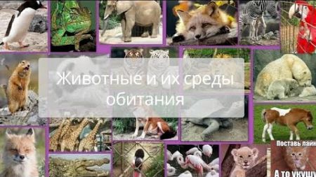 Зоология. УРОК 2|7 класс. Животные и их среды обитания.