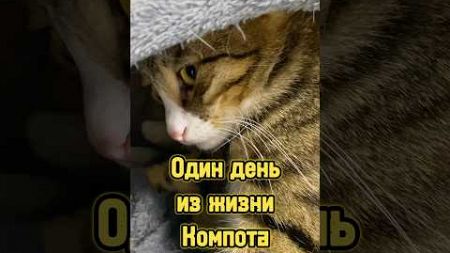 Один день из жизни Компота 🐈 #питомцы #кот #котики #кошка #влог