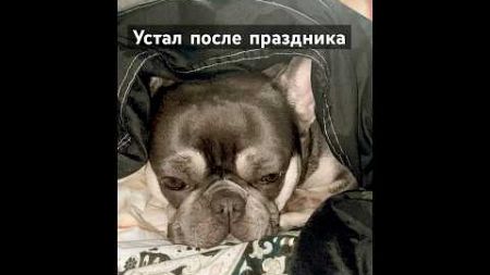 Когда устал от праздничной суеты! #французский #бульдог #franchbulldog #питомцы #собаки #юмор