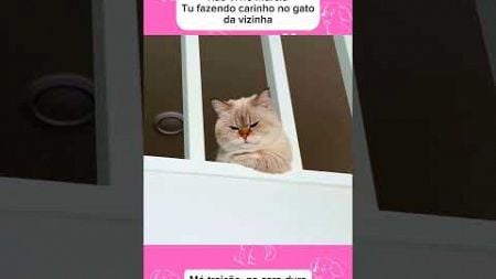 Gato do vizinho #petsengracados #pets #animaisengracados #humor #cachorro #gatos #comedia