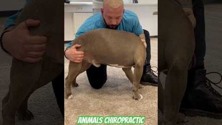 Animals Chiropractic 💚💚💚#asmr #animals #dogshorts #foryou #türkiye #chiropractic #love