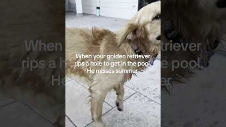 Crazy Golden Retriever Rips Hole to Get in Pool