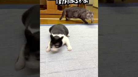 玉の有無 男の価値とは 関係ねえ!! #cat #子猫 #猫のいる暮らし #猫との生活 #保護猫 #cute #かわいい猫 #kitty #肉球 #はちわれ #猫ミーム