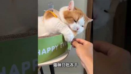 怎样纠正猫咪的四个坏习惯？＃教育猫咪＃猫咪冷知识＃新手养猫＃养猫知识＃养猫日常＃养猫经验＃科学养猫＃养猫人＃养猫经验分享＃宠物＃萌宠＃猫咪＃cat＃宠物日常＃宠物知识＃分享养宠经验＃猫咪的迷惑行为