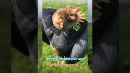 Cute animals mole #animals #pets #youtubeshorts #shortvideo