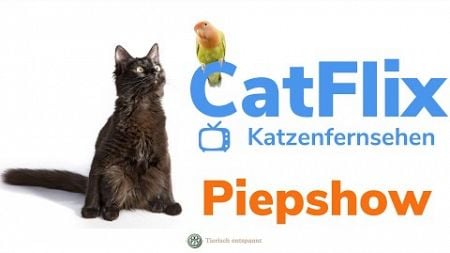 Piepshow | Video für Katzen zur Unterhaltung | Katzenfernsehen | Vogel-Videos für Katzen