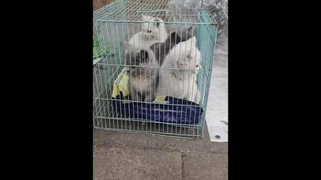 蓝白宠物猫好乖#萌宠萌不萌 #爱护小动物