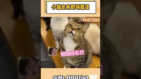 小猫这么可爱它有什么错呢#猫猫 #娱乐 #搞笑