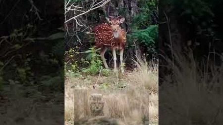 Tiger Reserve #shorts #jungle #junglesafari #nature #jipsy #environment #lion #leopard