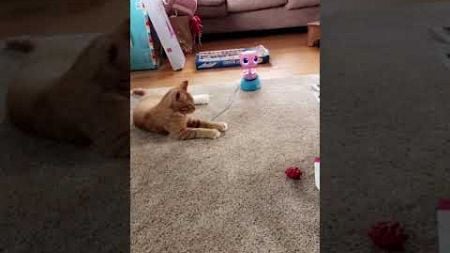 The cat was scared by the toy. #cat #pets #funny #animals