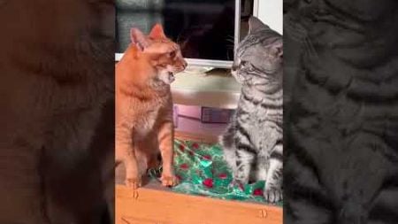 Funny Moments #funnycat #catlover #funny #cat #cats #pets #funnypets