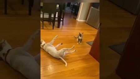 Some cats that bully 🐶😆🐱 #funnyvideo #funny #pets #dogs #cat