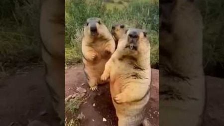 How marmots fight? 😍 #animals #rescue #funnyanimals #shorts #marmot