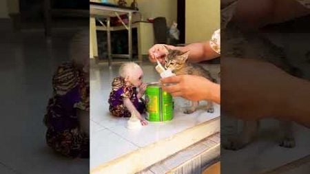 Funny Moments #funnycat #catlover #funny #cat #cats #pets #funnypets