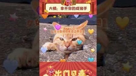 这小铃铛谁不喜欢啊就问！！ #娱乐评论 #猫咪 #可爱到爆炸 #可爱 cr：泰勒和尼可 #猫猫 #萌宠 #动物 #shorts #出门见喜