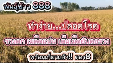 ข้าวตอง8 อายุน้อย...ผลผลิตดี...ปลดหนี้ไว🌾🌾