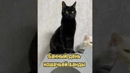 Банный день кошачьей банды 🧼 #питомцы #котики #кот #кошка #собака