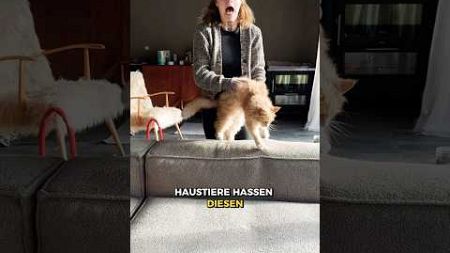 Haustiere hassen diesen Trick!🤢 #nadel #stechen #stoff #sofa