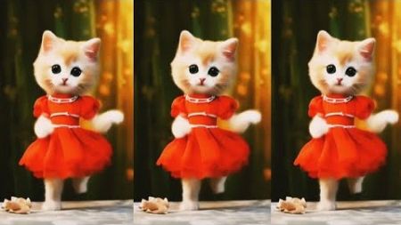 😻Cat videos funny dance 💃😃Videos for cats #funnycats #dancingcat #catlovers ‎@SALIKRAMKASHYAPKING 