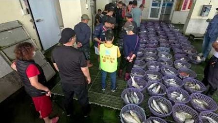 拍賣場 直出 場邊直接買 Amazing seafood auction for selling, 龍鳳漁港, #freshseafood #netting 7