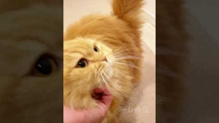 飼い主を犬みたいに走ってお出迎えする猫が可愛すぎる