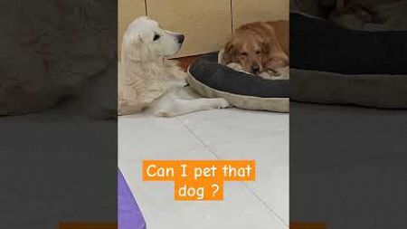 Can I pet that dog ? #goldenretrieverfun #goldenretriever #trendingshort #trending #trendingshorts