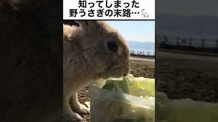 野菜のウマさを知ってしまった野うさぎの末路…