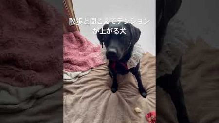 散歩と聞こえてテンションが上がる犬　#可愛い #手 #癒し #ラブラドールのいる暮らし #ペットのいる暮らし