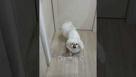 ママの方が序列は上　#ペキニーズ 　#癒し 　#保護犬