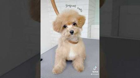 パピー犬をトリミングした結果…#トイプードル #仔犬 #子犬 #パピー #puppy #poodle #fyp