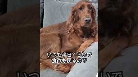 ぎゅるぎゅるまんの日 #ペット #dog #愛犬 #犬のいる暮らし #大型犬 #アイリッシュセッター #irishsetter